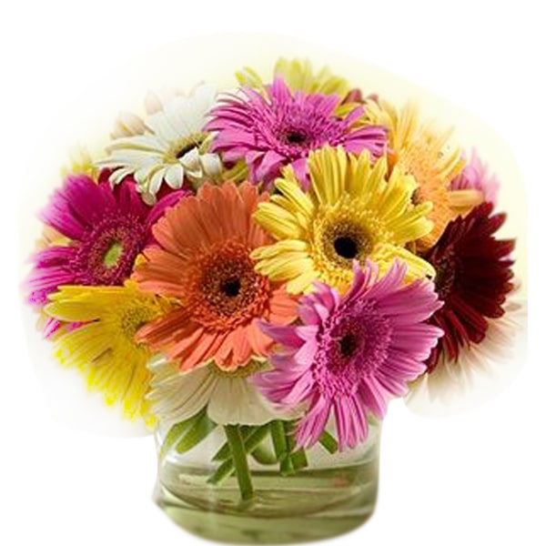 Gerberas Rainbow