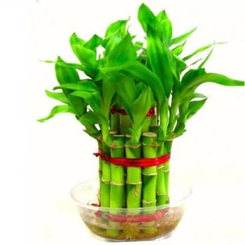 Lucky Bamboo