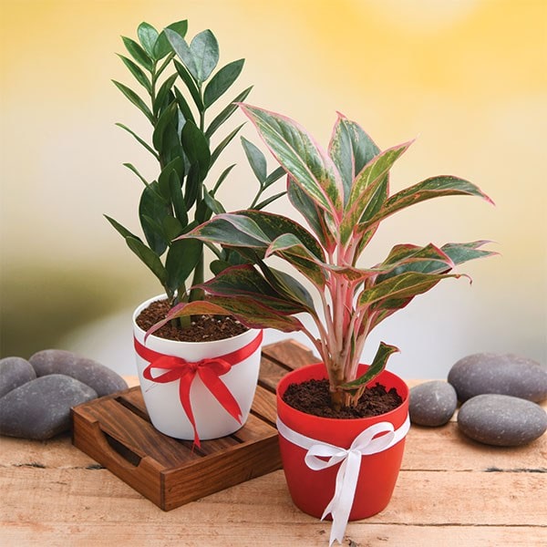 Christmas Gift- Evergreen Indoor Plant Pack 