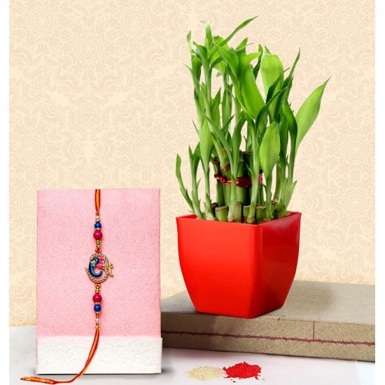 Designer Rakhi and a Lucky Bamboo Plant 